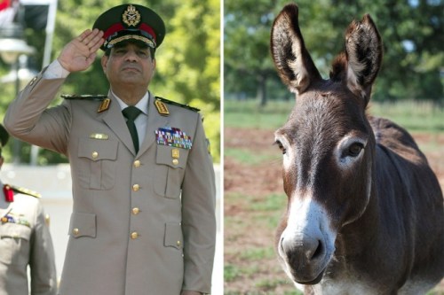 sisi-donkey